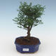 Pokojová bonsai - Zantoxylum piperitum - Pepřovník PB2191543 - 1/4