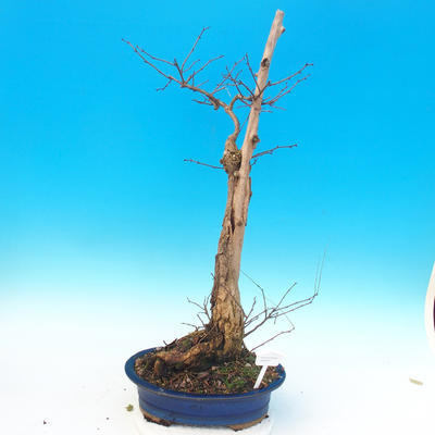 Venkovní bonsai -  Akát - Robinia pseudoacacia - 1