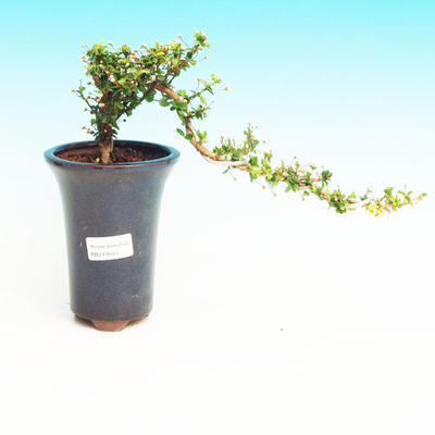 Pokojová bonsai - Barbadoská třešeň PB213544 - 1