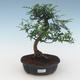Pokojová bonsai - Zantoxylum piperitum - Pepřovník PB2191544 - 1/4