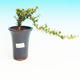 Pokojová bonsai - Barbadoská třešeň PB213544 - 1/3