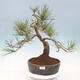 Venkovní bonsai - Pinus sylvestris Watereri  - Borovice lesní - 1/4