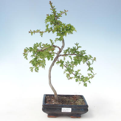 Venkovní bonsai - Hloh jednosemený VB2020-545