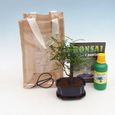 Pokojová bonsai v dárkové tašce - JUTA, Zantoxylum piperitum - Pepřovník 
