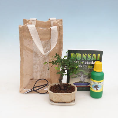 Pokojová bonsai v dárkové tašce - JUTA, Ulmus parvifolia-Pokojový jilm 