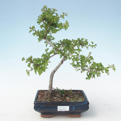 Venkovní bonsai - Hloh jednosemený VB2020-546