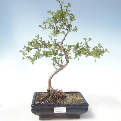 Venkovní bonsai - Hloh jednosemený VB2020-547