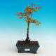 Venkovní bonsai - Javor dlanitolistý zlatý - 1/2