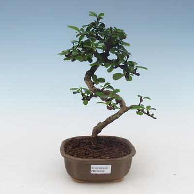 Pokojová bonsai - Carmona macrophylla - Čaj fuki 405-PB2191548 - 1