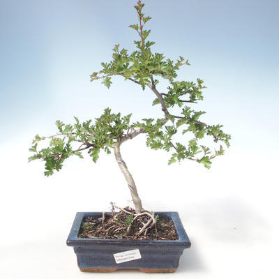 Venkovní bonsai - Hloh jednosemený VB2020-548