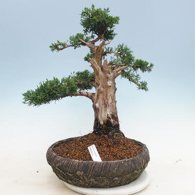 Venkovní bonsai - Juniperus chinensis -Jalovec čínský - 1
