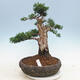 Venkovní bonsai - Juniperus chinensis -Jalovec čínský - 1/5