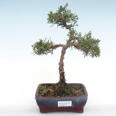 Venkovní bonsai - Juniperus chinensis -Jalovec čínský VB2020-54