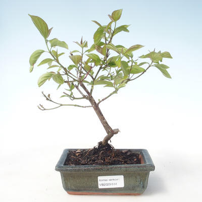 Venkovní bonsai - Dřín - Cornus mas VB2020-514 - 1