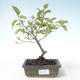 Venkovní bonsai - Dřín - Cornus mas VB2020-514 - 1/2