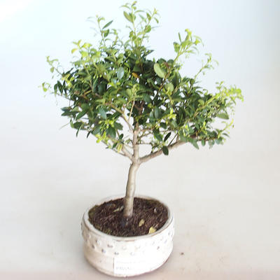 Pokojová bonsai - Ilex crenata - Cesmína PB2201154