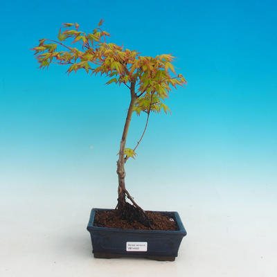 Venkovní bonsai - Javor dlanitolistý zlatý - 1