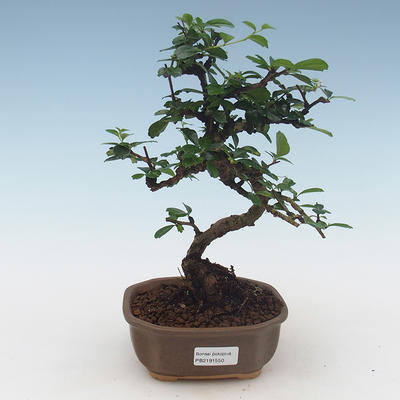 Pokojová bonsai - Carmona macrophylla - Čaj fuki 405-PB2191550 - 1