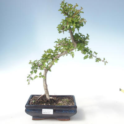 Venkovní bonsai - Hloh jednosemený VB2020-550