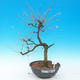Venkovní bonsai -Modřín opadavý-Larix decidua - 1/4