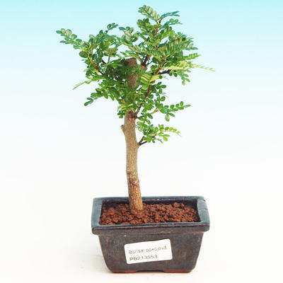 Pokojová bonsai -Pepřovník PB213553 - 1