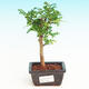 Pokojová bonsai -Pepřovník PB213553 - 1/4