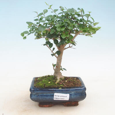 Pokojová bonsai -Ligustrum retusa - malolistý ptačí zob - 1