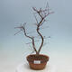 Venkovní bonsai - Javor palmatum DESHOJO - Javor dlanitolistý - 1/5