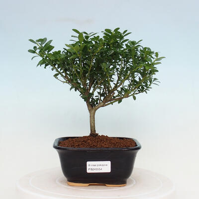 Pokojová bonsai - Ilex crenata - Cesmína - 1