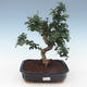 Pokojová bonsai - Carmona macrophylla - Čaj fuki 2191555 - 1/5