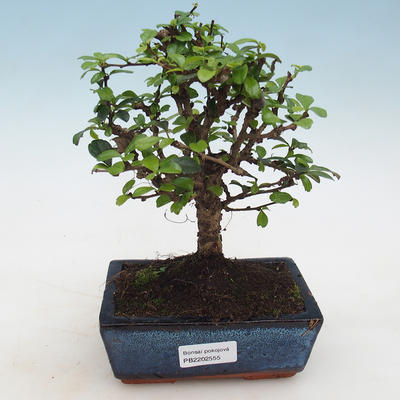 Pokojová bonsai - Carmona macrophylla - Čaj fuki - 1