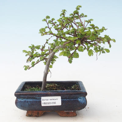 Venkovní bonsai-Ulmus parviflora-Jílm malolistý VB2020-556
