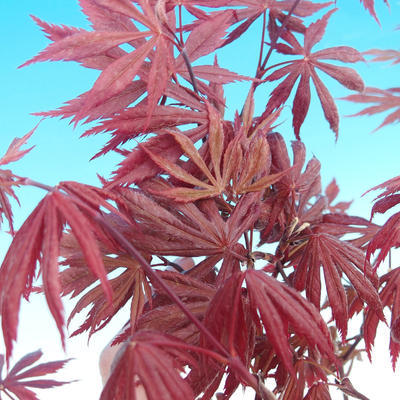 Venkovní bonsai-Acer palmatum Trompenburg-Javor červený - 1