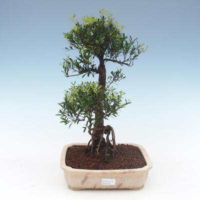 Pokojová bonsai - Syzygium - Pimentovník PB2191557 - 1