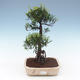 Pokojová bonsai - Syzygium - Pimentovník PB2191557 - 1/3