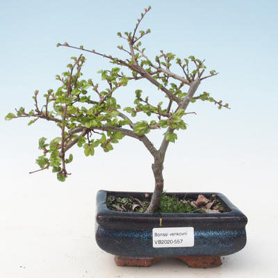 Venkovní bonsai-Ulmus parviflora-Jílm malolistý VB2020-557