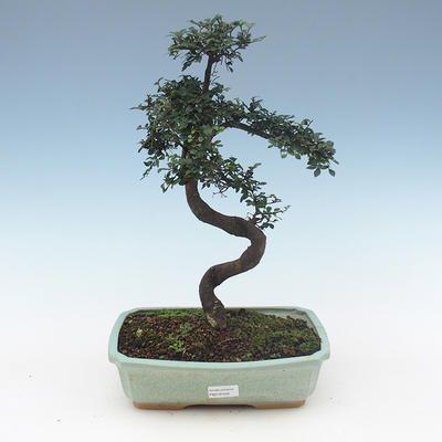 Pokojová bonsai-Ulmus Parvifolia-Malolistý jilm PB2191558
