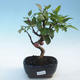 Venkovní bonsai - Malus halliana -  Maloplodá jabloň - 1/5