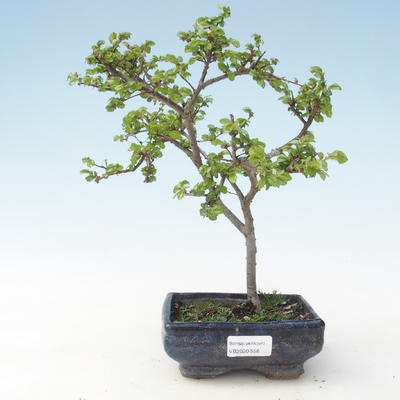 Venkovní bonsai-Ulmus parviflora-Jílm malolistý VB2020-558