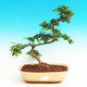 Pokojová bonsai Hvězdice levandulová PB213559 - 1/4