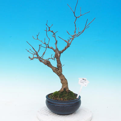 Venkovní bonsai - hortenzie - 1