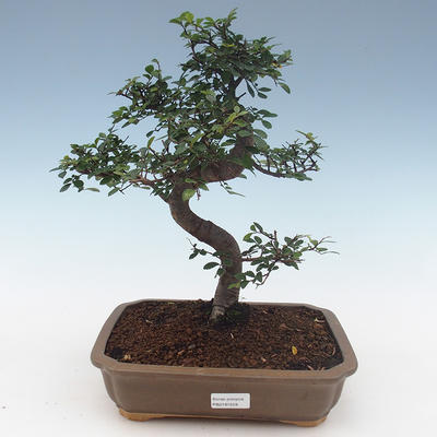 Pokojová bonsai-Ulmus Parvifolia-Malolistý jilm PB2191559
