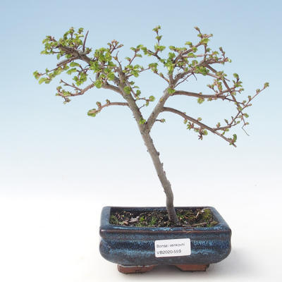 Venkovní bonsai-Ulmus parviflora-Jílm malolistý VB2020-559