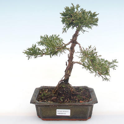 Venkovní bonsai - Juniperus chinensis -Jalovec čínský VB2020-55