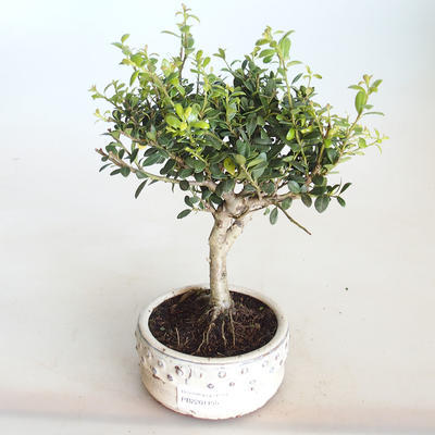 Pokojová bonsai - Ilex crenata - Cesmína PB2201155