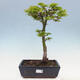 Venkovní bonsai -Javor dlanitolistý Acer palmatum Shishigashira - 1/4