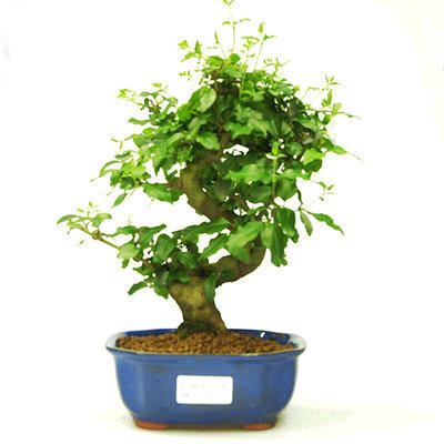 Pokojová bonsai -Ligustrum chinensis - Ptačí zob PB21560 - 1