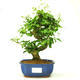 Pokojová bonsai -Ligustrum chinensis - Ptačí zob PB21560 - 1/3