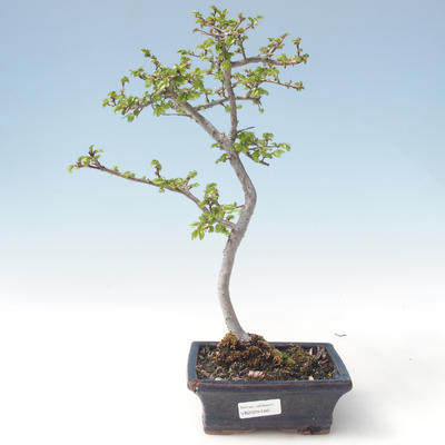 Venkovní bonsai-Ulmus parviflora-Jílm malolistý VB2020-560