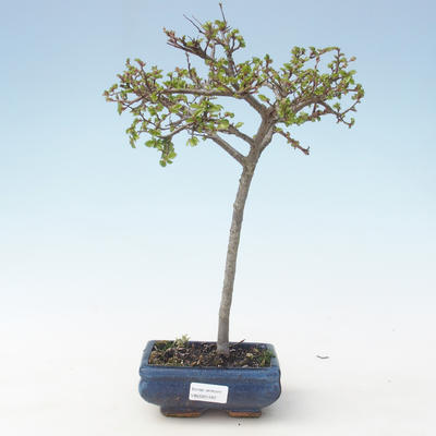 Venkovní bonsai-Ulmus parviflora-Jílm malolistý VB2020-561